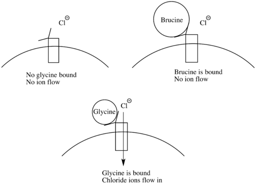 Brucine's mechanism of action