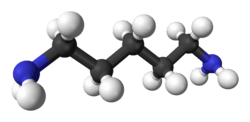 Ball and stick model of cadaverine