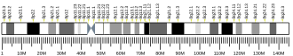 Chromosome 8 (human)