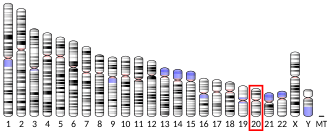 Chromosome 20 (human)