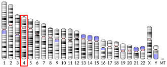 Chromosome 4 (human)