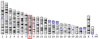 Chromosome 8 (human)