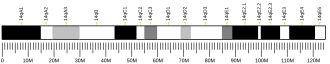 Chromosome 14 (mouse)