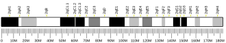 Chromosome 2 (mouse)