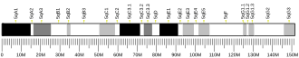 Chromosome 5 (mouse)