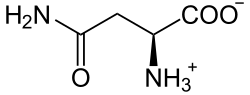 Ball-and-stick model of the L-asparagine molecule as a zwitterion
