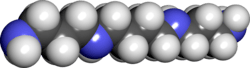 Spacefill model of spermine