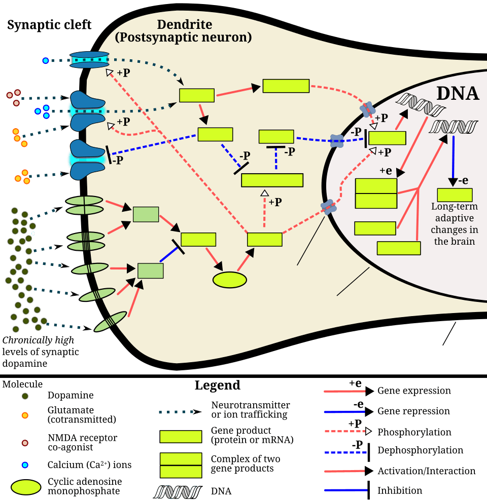 The signaling cascade involved in psychostimulant addiction