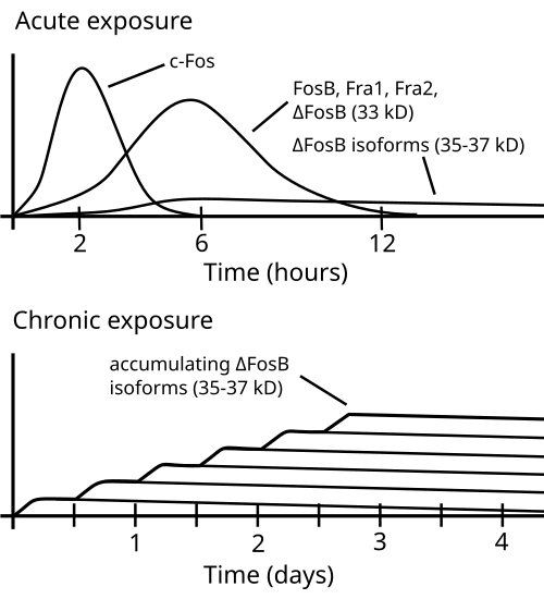 ΔFosB accumulation graph