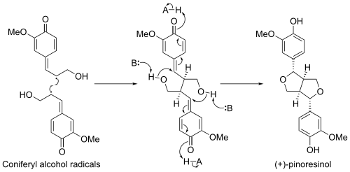 (+)-Pinoresinol biosynthesis