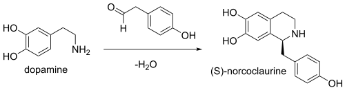 1,2,3,4-Tetrahidroisoquinolines biosynthesis: in (S)-norcoclaurine synthase, the two substrates are 4-hydroxyphenylacetaldehyde and 4-(2-aminoethyl)benzene-1,2-diol, whereas its two products are (S)-norcoclaurine and H2O.