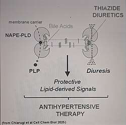 Bile acids and thiazide diuretics bind and stabilize membrane NAPE-PLD