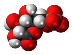 Space-filling model of the 6-phosphogluconolactone anion