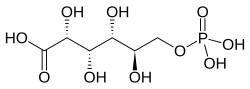 Skeletal formula of 6-phosphogluconic acid