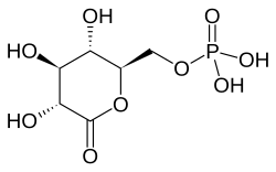Skeletal formula of 6-phosphogluconolactone