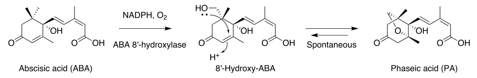 Abscisic acid is oxidized to form phaseic acid