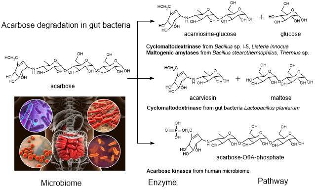 secretion of gut bacterial enzymes inhibit acarbose.