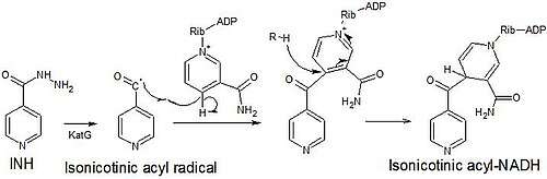 Isoniazid (INH) is activated by KatG to the isonicotinic acyl radical, which subsequently reacts with NAD to form the isonicotinic acyl-NADH complex.