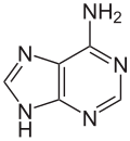 Adenine