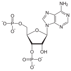 Skeletal formula of adenosine 3',5'-bisphosphate