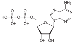 Skeletal formula of ADP