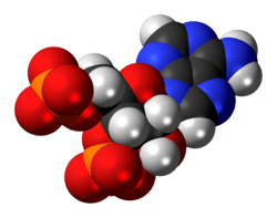 Space-filling model of the adenosine 3',5'-bisphosphate anion