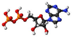 Ball-and-stick model of ADP (shown here as a 3- ion)