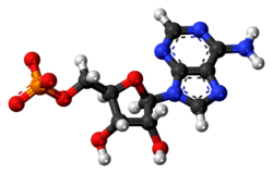 Ball-and-stick model of AMP