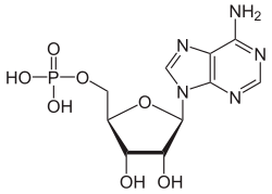 Skeletal formula of AMP