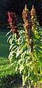Popping amaranth (Amaranthus sp.)