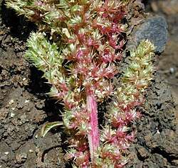 Green amaranth (A.&nbsp;hybridus)
