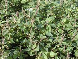 Green amaranth (A.&nbsp;viridis)