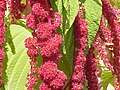 Inflorescences of Amaranthus caudatus (love-lies-bleeding) contain large quantities of betacyanins