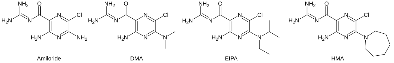 Amiloride and analogues 5'-(N,N-dimethyl)-amiloride (DMA), 5-N-ethyl-N-isopropyl amiloride (EIPA), and 5-(N,N-hexamethylene)-amiloride (HMA).