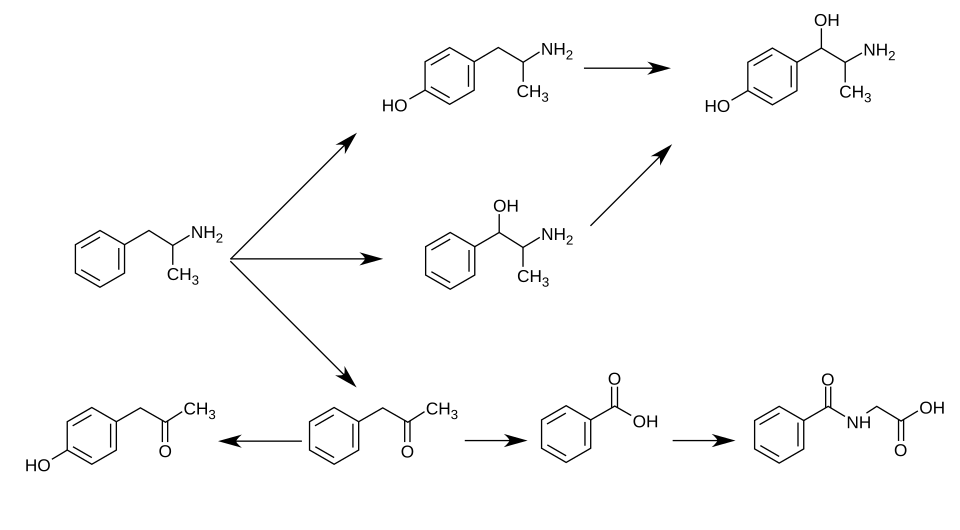 Graphic of several routes of amphetamine metabolism