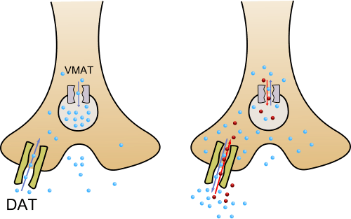 An image of methamphetamine pharmacodynamics