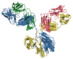 Model of an antibody showing beta strands