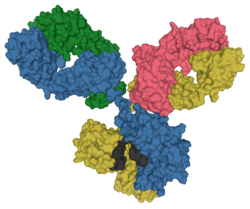 Surface model of an antibody at the molecular level