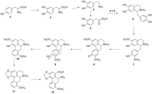 Biosynthetic pathway of aristolochic acid