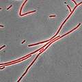 Bacillus subtilis stained with Nile red as a membrane dye (shown in red). This strain grows partly as cell chains, so a membrane dye may be useful to distinguish internal cell boundaries.