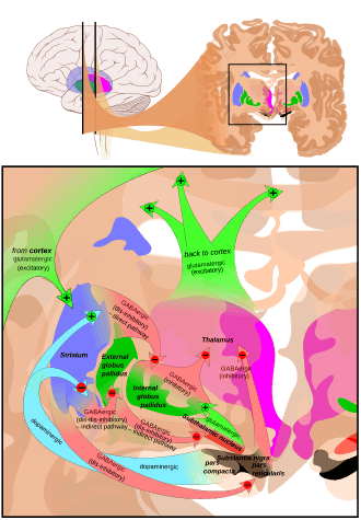 At the top, a line drawing of a side view of the human brain, with a cross section pulled out showing the basal ganglia structures in color near the center. At the bottom an expanded line drawing of the basal ganglia structures, showing outlines of each structure and broad arrows for their connection pathways.