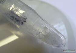 Clear substance in the tip of a vessel