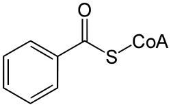 Chemical structure of benzoyl-CoA