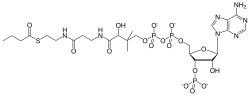 Stereo skeletal formula of tetradeprotonated butyryl-coA ({[(2R,3S,4R,5R)-5-yl,-2-meth,-4-hydrox,-3-yl]})