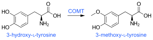 3-O-Methylation of levodopa (3-hydroxy-L-tyrosine) via COMT activity