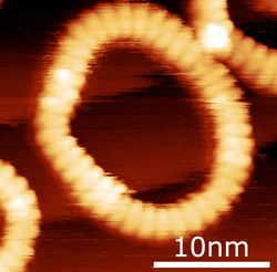 A nanoring of 40 porphyrin molecules, STM image