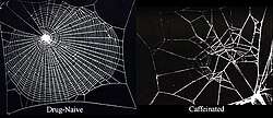 Caffeine effects on spider webs