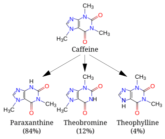A diagram featuring 4 skeletal chemical formulas. Top (caffeine) relates to similar compounds paraxanthine, theobromine and theophylline.