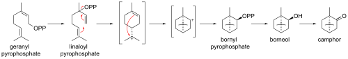 Biosynthesis of camphor from geranyl pyrophosphate