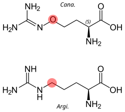 Side-by-side comparison of the structures of canavanine and arginine, with the difference highlighted